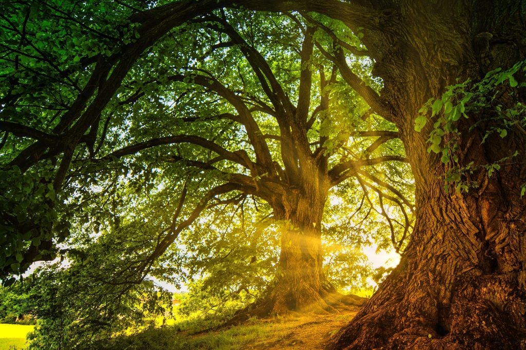 psoas retraite Lochem natuur
