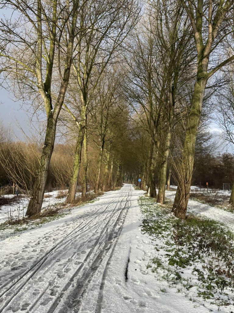 Winters tafereel door het bos met zon, locatie van de Midwinter Psoas Retraite