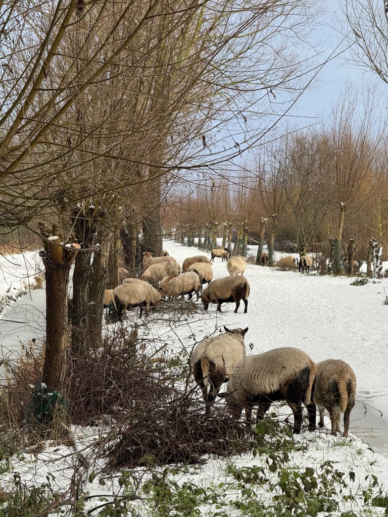 Winters tafereel door het bos, locatie van de Midwinter Psoas Retraite